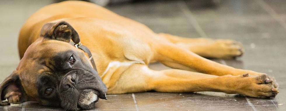 Futter zum Abnehmen Hunde