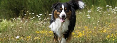 Futter Fur Den Senior Hund Die Senior Katze Naturavetal Ratgeber