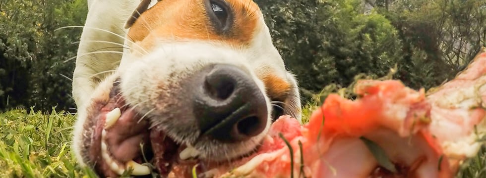 Barfen den Hund mit rohem Fleisch artgerecht füttern Naturavetal