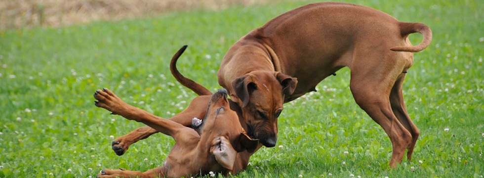 Kaltgepresstes Hundefutter Naturavetal® Trockenfutter für Hunde