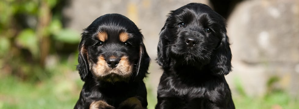 Welpenfutter Naturavetal Trockenfutter Fur Hunde