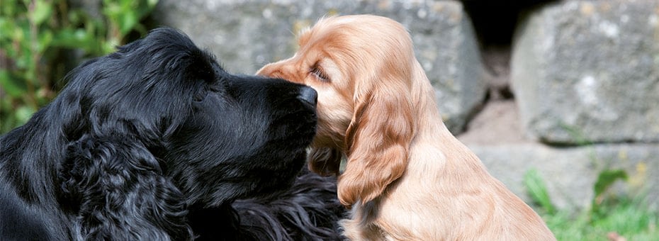 Welpenfutter Naturavetal Trockenfutter Fur Hunde