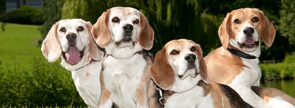 Wanneer De Hond Diarree Heeft Oorzaken En Voedingtips Naturavetal