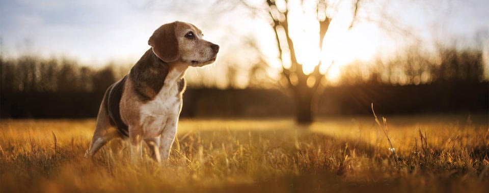 Het Immuunsysteem Van De Hond Naturavetal Adviezen Voor De Hond Naturavetal Nl