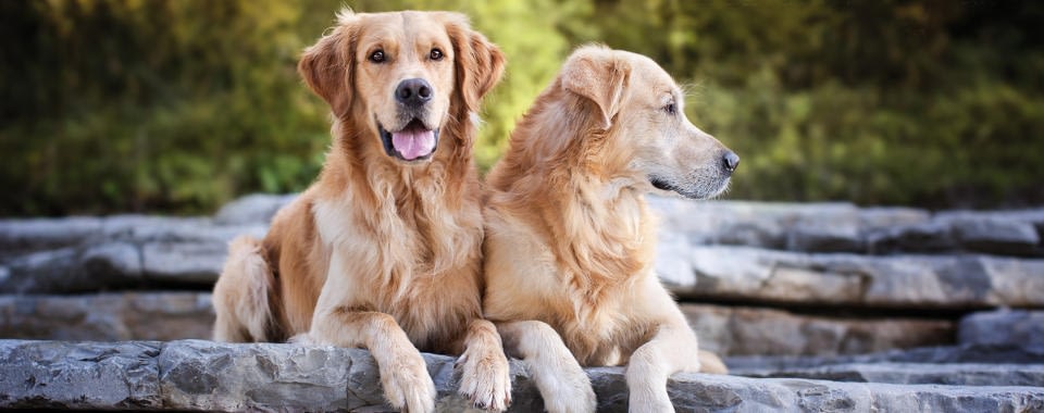 lesione della pelle del cane che viene nuovamente infettata lesione della pelle del cane che viene nuovamente infettata