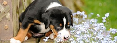 Le Erbe Officinali Utili Ai Nostri Cani