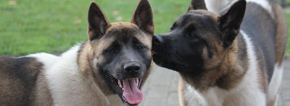 Canis Plus Coniglio
