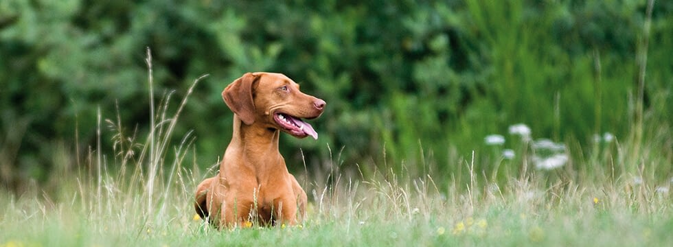 Durchfall beim Hund Ursachen &amp; Tipps Naturavetal®