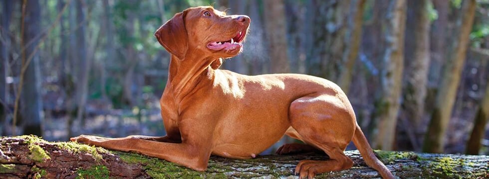 barf zutaten fur den hund bei rohfutterung naturavetal
