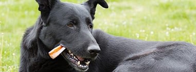 zahnung und zahnhygiene beim hund naturavetal ratgeber