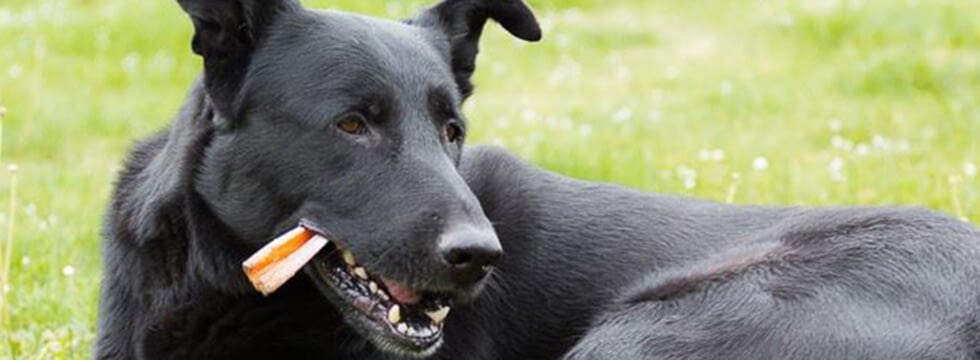 zahnung und zahnhygiene beim hund naturavetal ratgeber