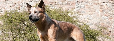 so gefahrlich ist schokolade fur ihren hund naturavetal ratgeber