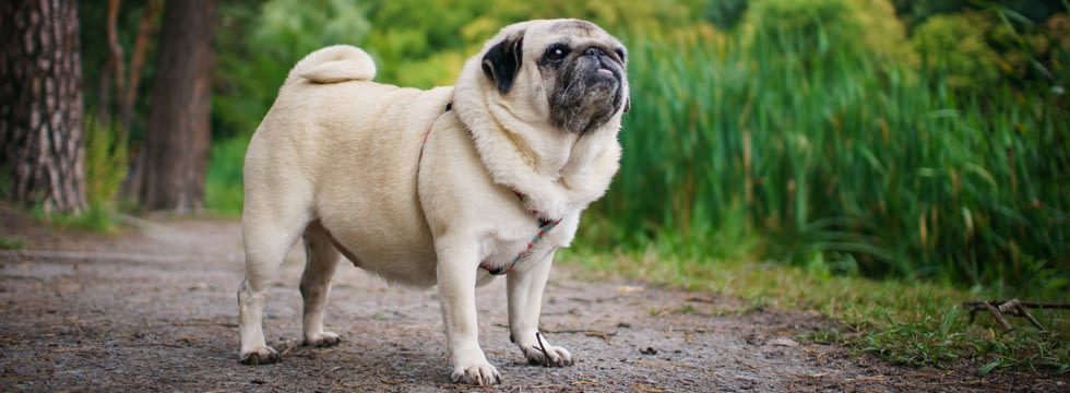 wann ist ein hund zu dick naturavetal hunderatgeber