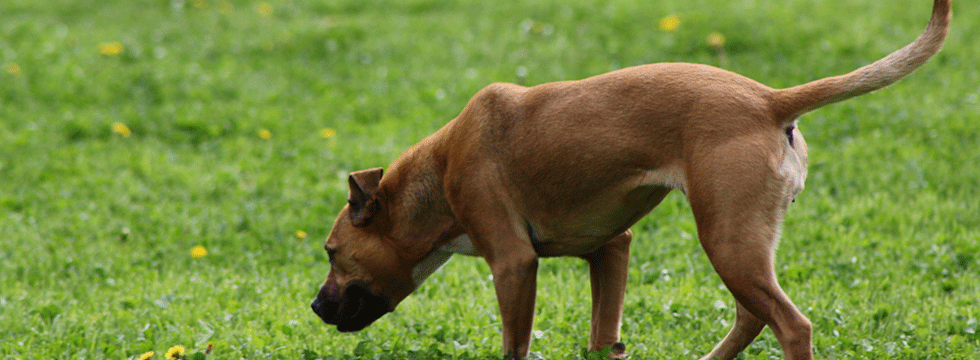 Mein Hund Frisst Kot Was Kann Ich Tun Naturavetal Ratgeber