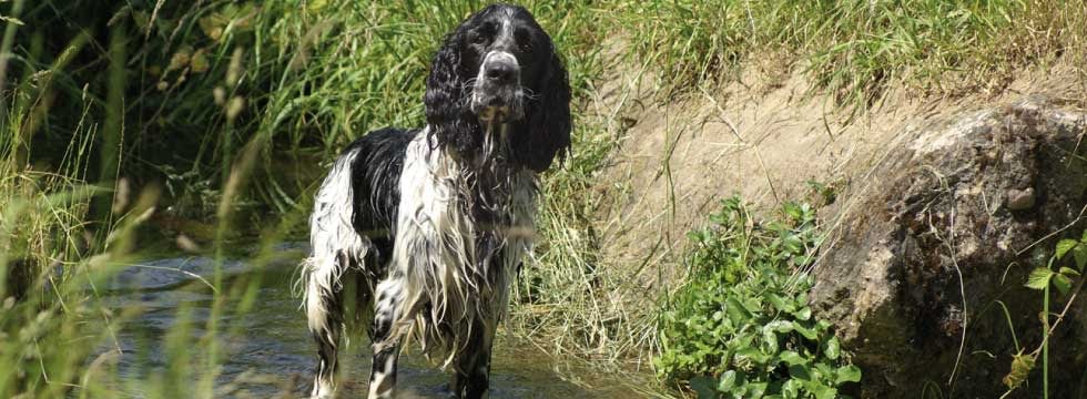 giardien beim hund naturavetal ratgeber