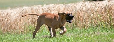 durchfall beim hund ursachen tipps naturavetal