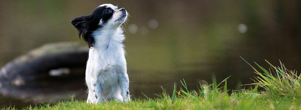 hund frisst nicht mehr naturavetal hunderatgeber