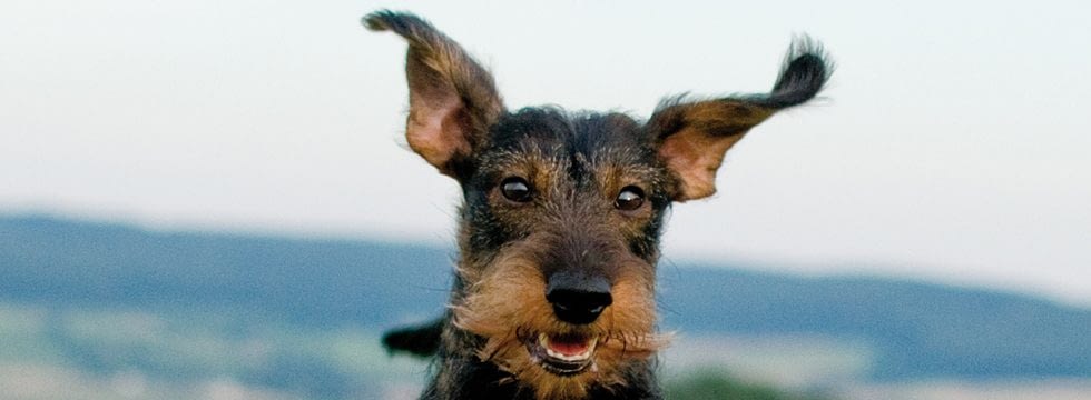 Bio Kokosol Fur Den Hund Und Die Katze Naturavetal News