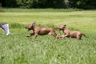 Im Uberblick Giftige Lebensmittel Fur Hunde Naturavetal Ratgeber