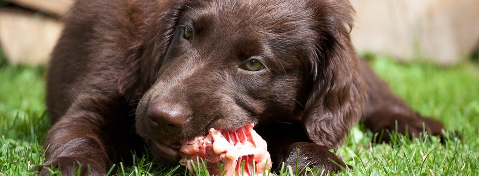 mein hund frisst kot was kann ich tun naturavetal